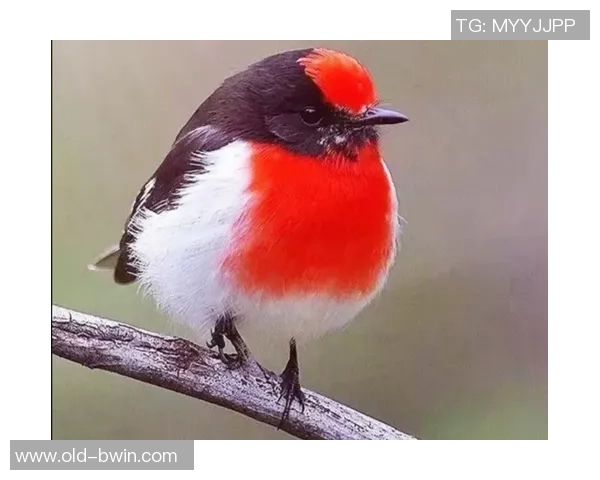 足球场惨案背后的真相与反思如何避免悲剧重演的深刻思考